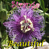 Strange and Beautiful