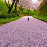 Sakura chill aum 2016