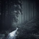 Deep in the Forest