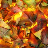 Jay Shaw-Autumn Leaves