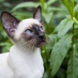 Siamese Birthday mix for SebCat