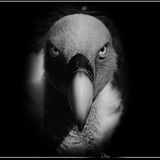 Gyps Fulvus