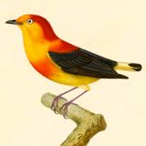 Boebis' Uirapuru: Sounds of Pará Mix