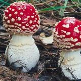 The Cleaning Man - Mushroom Laboratory