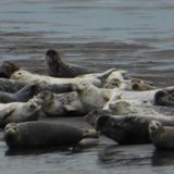 Sea Lion From Alaska