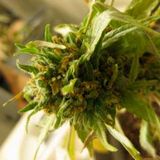 The Plant