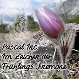 Im Zeichen der Frühlings Anemone (March 2014)