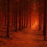 Rays of Dawn