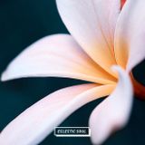 Eclectic Soul 22 w/ Melodiesinfonie, Slum Village, Mo Kolours, Fink, Valentin Stip and more