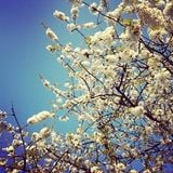 A Cherry Blossom (Mixtape 37)