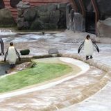 Inside the Zoo, History Pod - Part 2