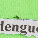 Woozy Madcap - Dengue Fever