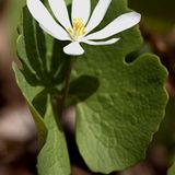 bloodroot