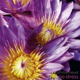 Wonnemeyer Cd 9 "no stress"