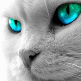 meow