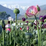 Poppies Fields Forever