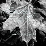 Chill With Jace Chapter 13: Frozen Leaves