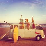 Beach Vibes