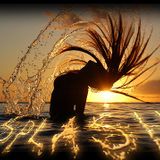 SPLASH