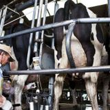 2016-03-14 │Remate de tambos en Córdoba y Santa Fe │Carlos Baravalle, Director Fed. Agraria Córdoba