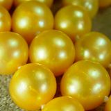 The.gem - Gold Warm pearl of music - Silky warm sound Natural Vibrating color Music