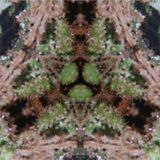 Leidoskope Vol. IV - Mots Radio