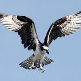 seahawks