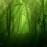 Magical Forest by TIMUJIN