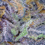 Massive Kush Damage__Minimix By Man Of Zion
