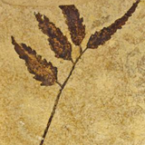 Tree of Rock - 13