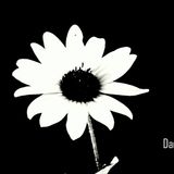 DJ Dincer - Dark Daisy