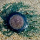 ZOOECHO RECORDS #29 Porpita Porpita Jellyfish / Meduza Niebieski Guzik (Duy Gebord)