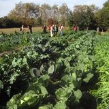 Chez Pierre Besse - Visite 1 : Mulch et faim d'azote (probablement pas que d'azote)