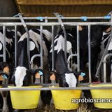 Elevage et société. "Les fermes-usines étranglent-elles l’élevage traditionnel ?"