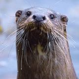 The Truth About Otters