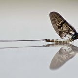 Mayfly (Progressive Psy-Trance)