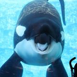 Free Tilikum
