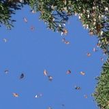 Floating in a Cloudless Sky mix