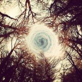 Deep Forest What You Missed