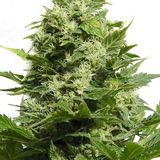 The Big Buddha Cheese