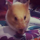 Hamster House Sessions - RIP Miko Part II