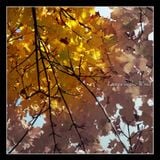 Leaves In The Wind