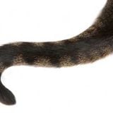 Cat Tail