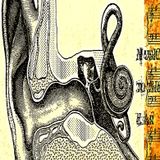 Auditory ardour