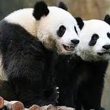 5imply Panda Mix 2.0