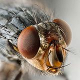lex parsimoniae