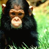Monkey Time Radio Hour 03.03.2015