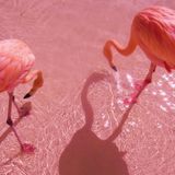ಘ FLAMINGO DJSET at DIEDRO A/W 14 ಘ PROFUMODIBISCOTTI ಘ 01.11.2014 ಘ