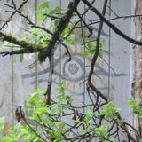 Quietus Mix 74: Leaves Of Iron & Rust Mix For Halloween