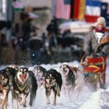 THE IDITAROD